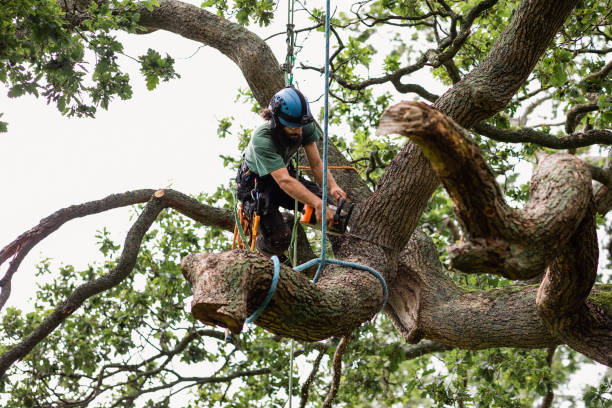 Best Utility Line Clearance  in Greentree, NJ